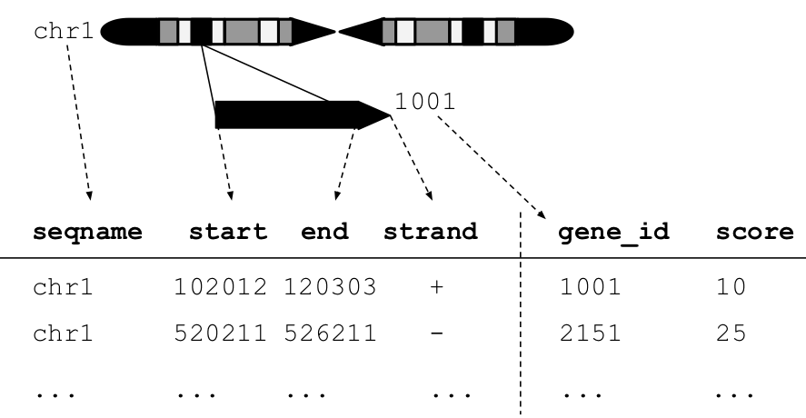 An illustration of a GRanges data object for a single sample from an RNA-seq experiment. The core components of the object include a seqname column (representing the chromosome), a ranges column which consists of start and end coordinates for a genomic region, and a strand identifier (either positive, negative, or unstranded). Metadata are included as columns to the right of the dotted line as annotations (gene-id) or range level covariates (score).